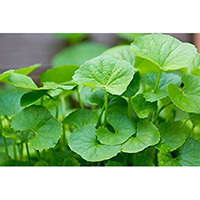 Ultra V- ETERNO- renewderm plus- centella asiatica